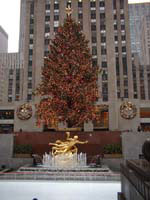 Tree at daytime