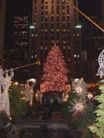 Tree at night